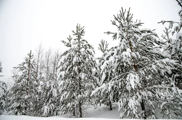 Зимова Дорога Сніжні Дерева Мінімалістичний Зимовий Пейзаж Був Росії — стокове фото