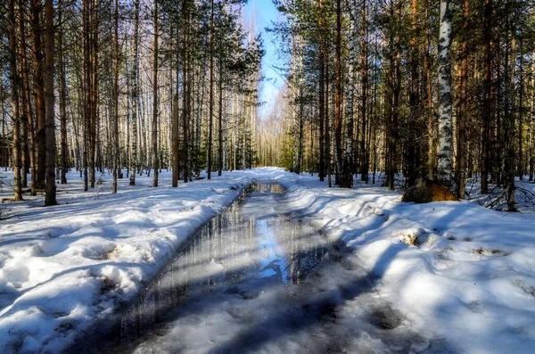 Inizio Primavera Nella Foresta Russa — Foto Stock