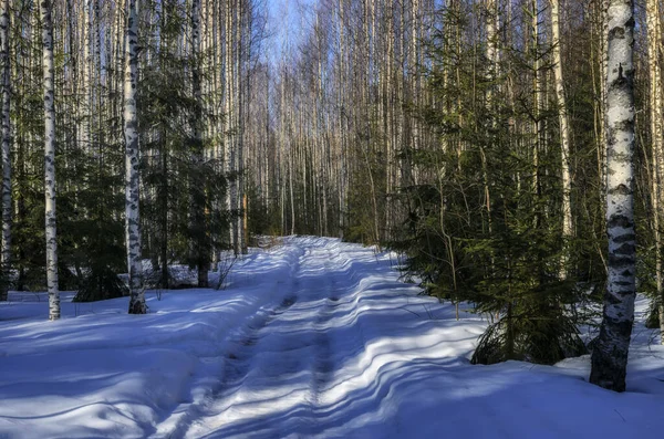 Νωρίς Την Άνοιξη Στο Ρωσικό Δάσος — Φωτογραφία Αρχείου