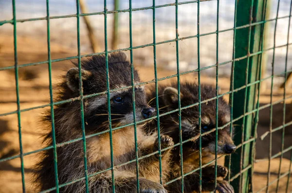 動物園のバーの後ろに面白い好奇心ラクーン — ストック写真