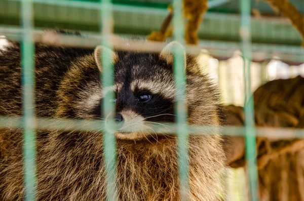 Funny Curious Raccoons Bars Zoo — Stock Photo, Image