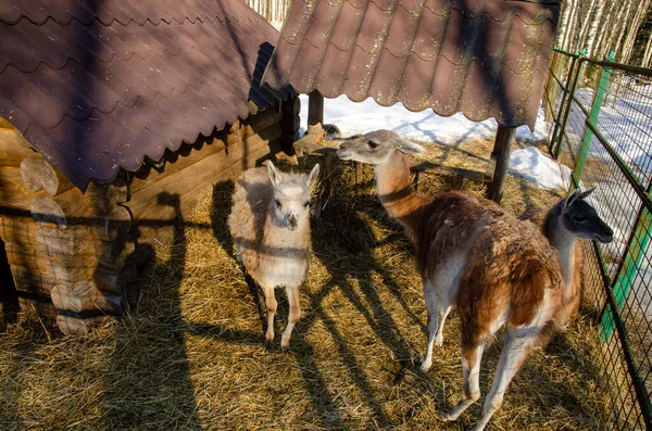 Llama Adulta Zoológico Tras Las Rejas Invierno — Foto de Stock