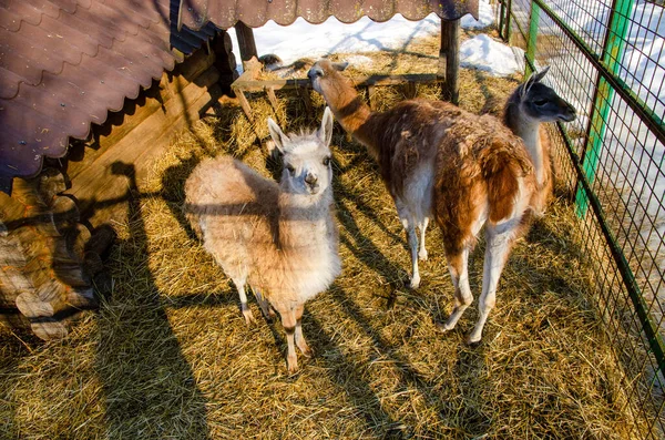 Llama Adulta Zoológico Tras Las Rejas Invierno — Foto de Stock