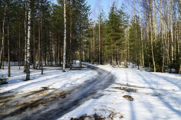 Рання Весна Російському Лісі — стокове фото