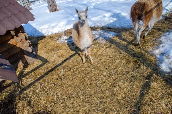 Llama Adulta Zoológico Tras Las Rejas Invierno — Foto de Stock