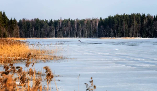 Русская Весна Лесу Озере Селигер — стоковое фото