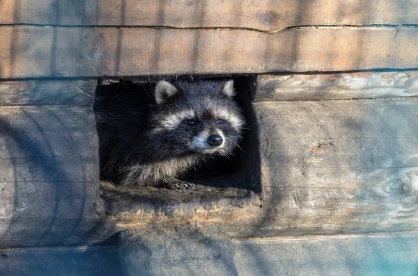 一只悲伤的浣熊 住在动物园的笼子里 — 图库照片