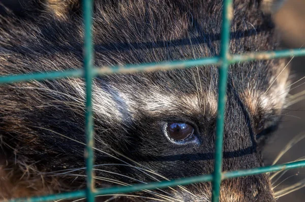 Een Trieste Wasbeer Die Een Kooi Een Dierentuin Woont — Stockfoto