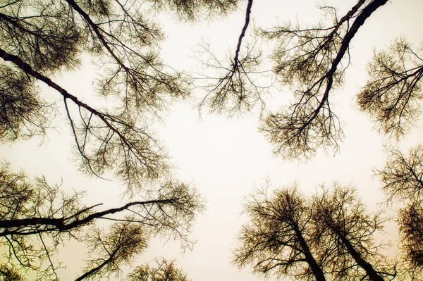 Mira Hacia Árbol Cielo Fondo Color Sepia — Foto de Stock