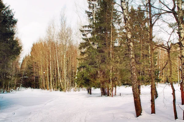 Floresta Russa Inverno — Fotografia de Stock
