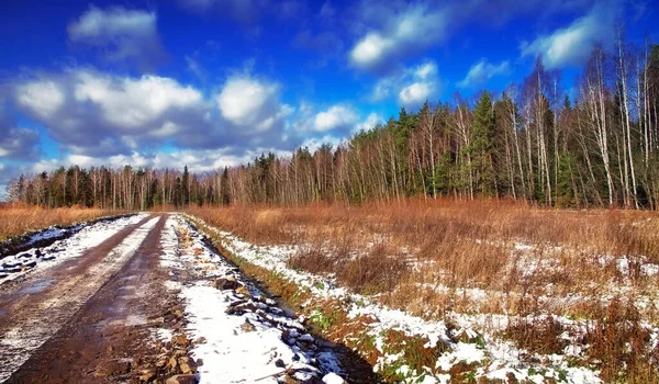 Άνοιξη Στο Κεντρικό Ρωσικό Δάσος — Φωτογραφία Αρχείου