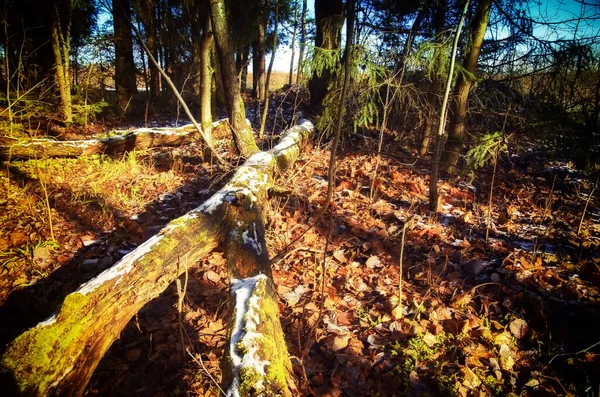 Frühling Zentralrussischen Wald — Stockfoto