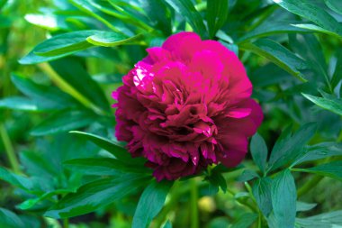 Bahar bahçesinde açan güzel kırmızı şakayık çiçekleri