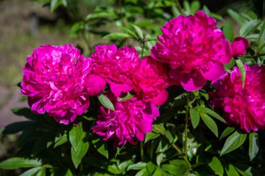 Bahar bahçesinde açan güzel kırmızı şakayık çiçekleri