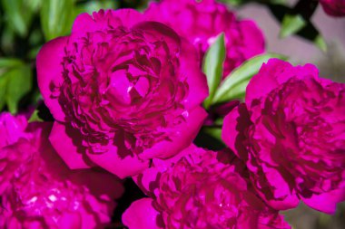 Bahar bahçesinde açan güzel kırmızı şakayık çiçekleri