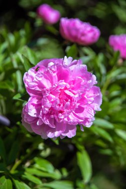 Bahar bahçesinde açan güzel kırmızı şakayık çiçekleri