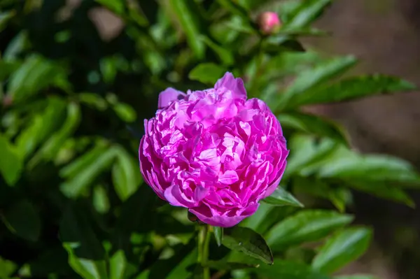 Flores Peônias Vermelhas Florescendo Grandes Bonitas Jardim Mola — Fotografia de Stock