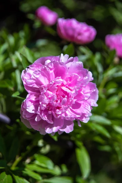 Flores Peônias Vermelhas Florescendo Grandes Bonitas Jardim Mola — Fotografia de Stock