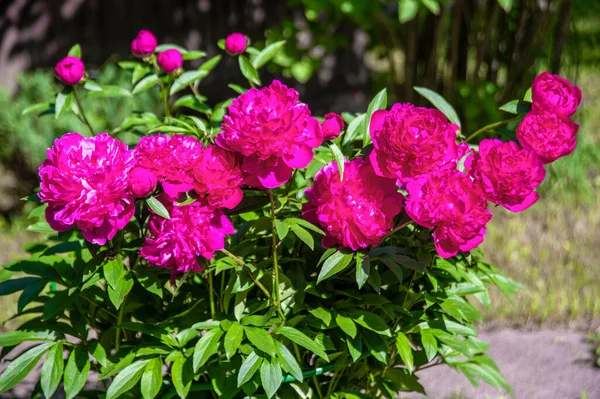 Flores Peônias Vermelhas Florescendo Grandes Bonitas Jardim Mola — Fotografia de Stock