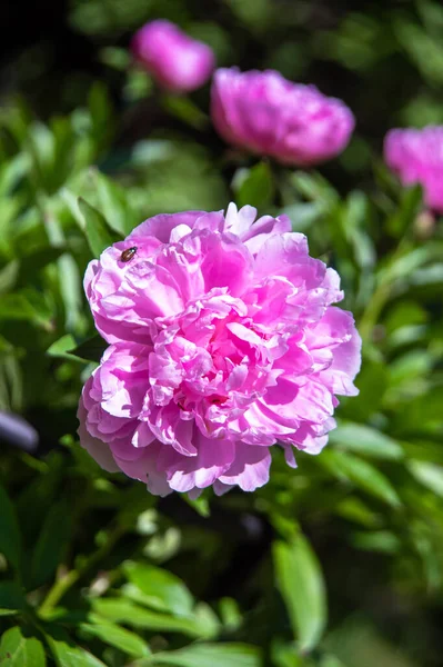 Flores Peônias Vermelhas Florescendo Grandes Bonitas Jardim Mola — Fotografia de Stock