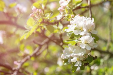 Baharın başlarında açan ağaçtaki beyaz güzel çiçekler, arka plan maviydi. Yüksek kalite fotoğraf