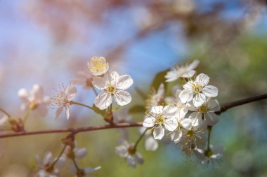Baharın başlarında açan ağaçtaki beyaz güzel çiçekler, arka plan maviydi. Yüksek kalite fotoğraf