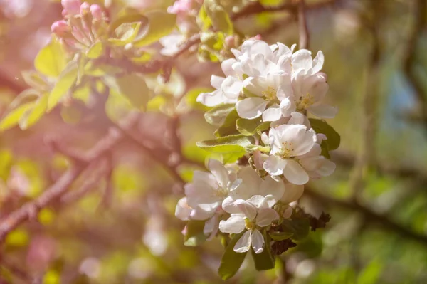 White Beautiful Flowers Tree Blooming Early Spring Backgroung Blured High — Stock Photo, Image