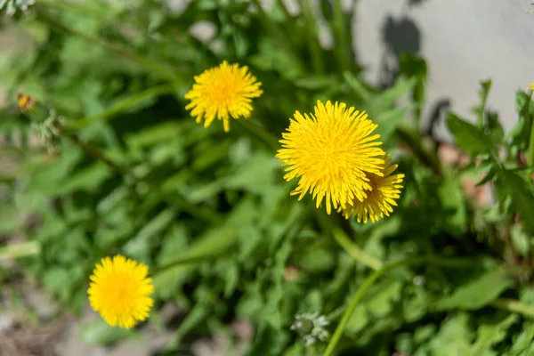 Fiori Gialli Denti Leone Sfondi Verdi Primavera Estate Sfondo — Foto Stock