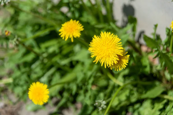 Fiori Gialli Denti Leone Sfondi Verdi Primavera Estate Sfondo — Foto Stock