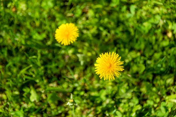 Fiori Gialli Denti Leone Sfondi Verdi Primavera Estate Sfondo — Foto Stock