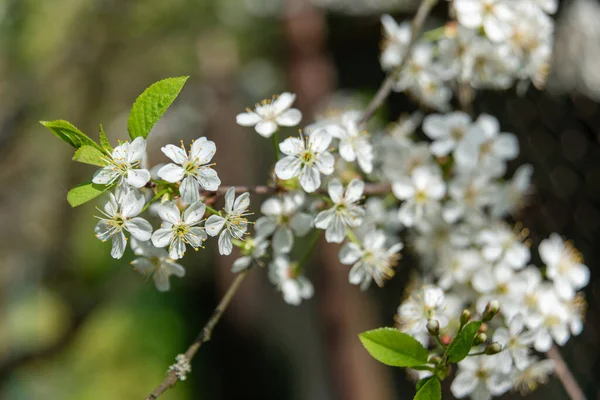 Vita Vackra Blommor Trädet Blommar Tidigt Våren Backgroung Blured Högkvalitativt — Stockfoto