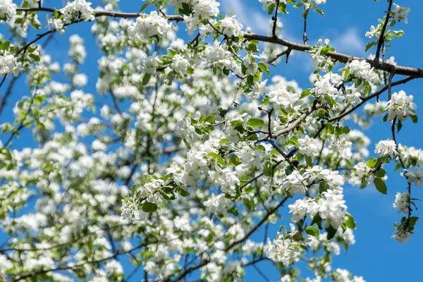 White Beautiful Flowers Tree Blooming Early Spring Backgroung Blured High — Stock Photo, Image