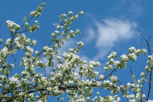 White Beautiful Flowers Tree Blooming Early Spring Backgroung Blured High — Stock Photo, Image
