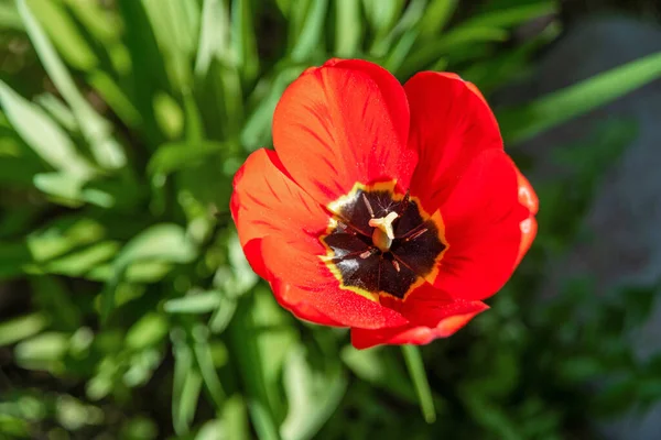Erstaunlich Rote Orangefarbene Gelbe Tulpenblüten Tulipa Blühen Vor Grünem Gras — Stockfoto