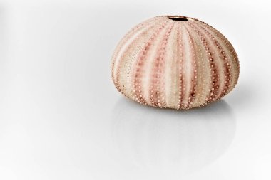 Deniz kestanesi iskeleti beyaz arka planda izole edildi.