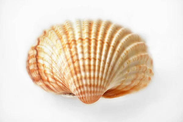 白い背景に孤立した紅海の貝殻 — ストック写真