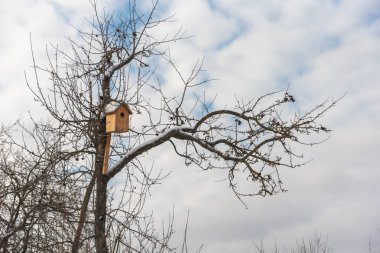 Elma ağacında asılı kuş kafesi. Çatıda ve dalda kar ve buz var. Kışın kuş bakımı kavramı.