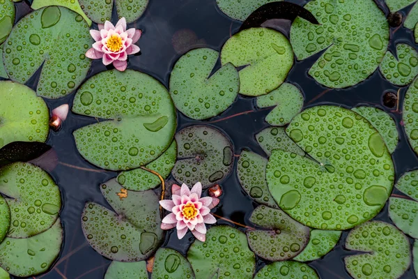 Lotusblume Blüht Teich Blick Von Oben Auf Lotusblumen Flache Lage — Stockfoto