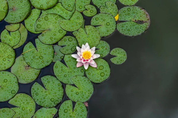 池に蓮の花を咲かせます 蓮の花のトップビュー フラットレイアウト 植物の自然な背景 — ストック写真