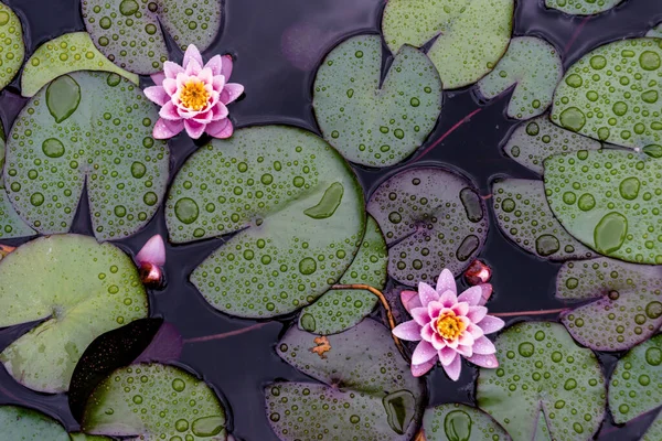 Gölette Açan Nilüfer Çiçeği Nilüfer Çiçeklerinin Üst Görüntüsü Düzlük Bitkilerin Stok Fotoğraf