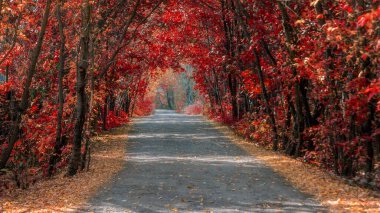 Güzel bir sonbahar parkı. Minsk 'te sonbahar. Sonbahar ağaçları ve yaprakları. Sonbahar Peyzajı. Sonbaharda park et. Sonbaharda Orman.