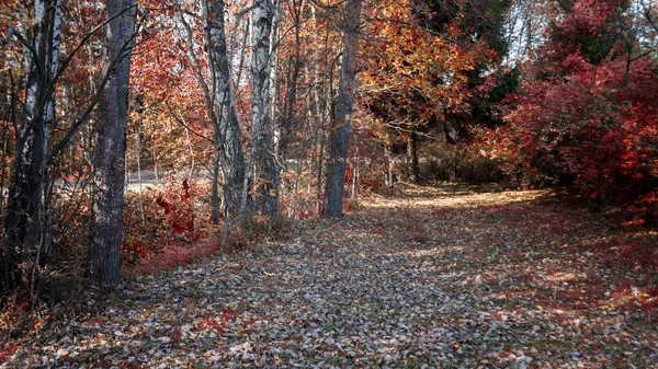 美丽的秋天公园 秋天在明斯克 秋天的树和树叶 秋天的风景秋天的公园秋天的森林 — 图库照片