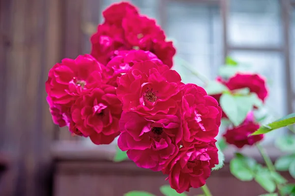 Rosier Grimpant Rouge Fleurs Buisson Sur Les Branches Arquées — Photo