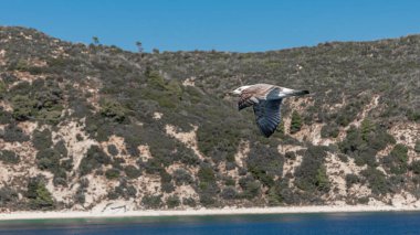 Mavi güneşli gökyüzünde deniz kıyısında uçan martı.