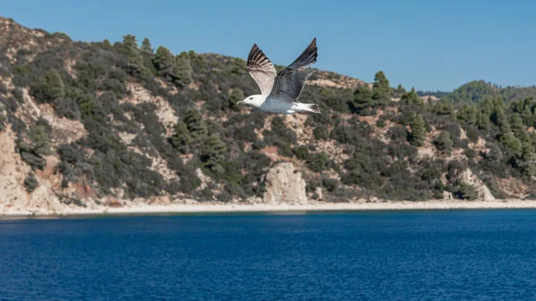 Gaviota Blanca Volando Cielo Azul Soleado Sobre Costa Del Mar — Foto de Stock