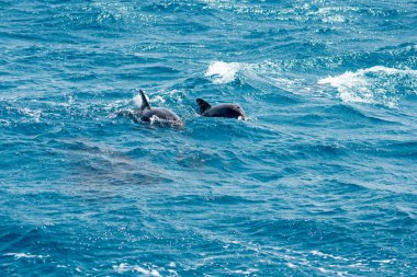 Hurghada Kızıl Denizi 'nde yüzen bir grup şişe burunlu yunus (Tursiops truncatus)