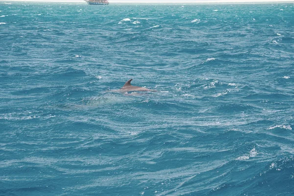 一群宽吻海豚 Tursiops Truncatus 在埃及赫格达红海游泳 — 图库照片