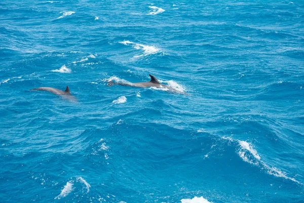 Eine Gruppe Von Großen Tümmlern Tursiops Truncatus Schwimmt Roten Meer — Stockfoto