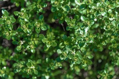 Yaz bahçesinde kekik. Thymus vulgaris Faustini bitkisi. İtalyan kekik çiçeği gibi. Üst görünüm yakın plan