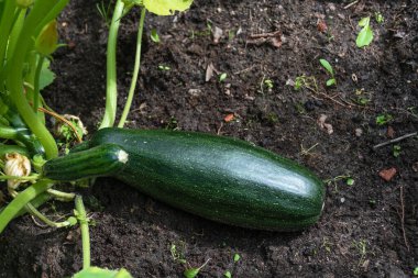Bahçede taze kabak yetişiyor. Taze çiftlik sebzesi ve organik çiftlikte çiçekler..